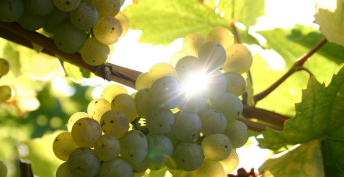 Summer of Riesling - Best Of Brisbane