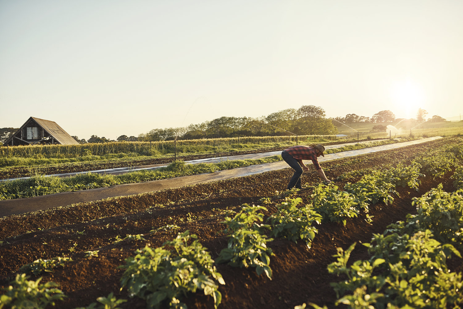 Farm Life Is Calling At These Charming Farm Tours Best Of Brisbane